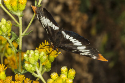 Lorquin's Admiral (Limenitis lorquini</em)