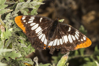 Lorquin's Admiral (Limenitis lorquini</em)