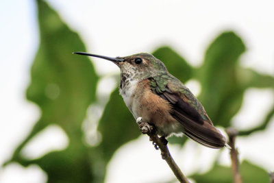 Allen's Hummingbird