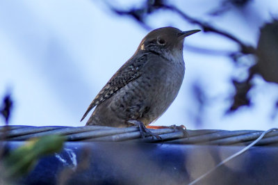 House Wren