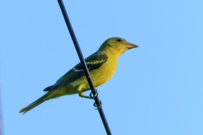 Western Tanager
