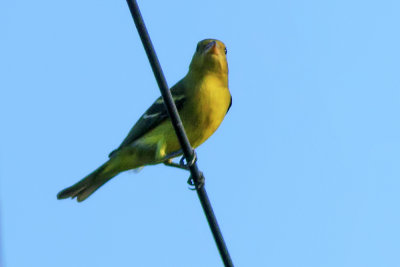 Western Tanager