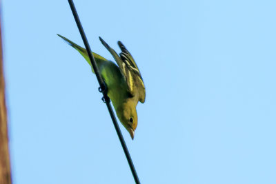 Western Tanager