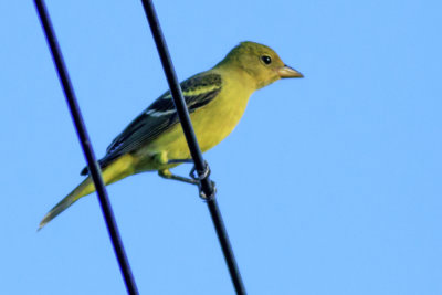 Western Tanager
