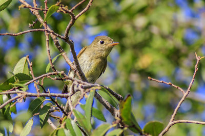 Willow Flycatchers