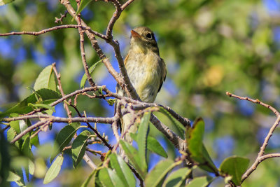 Willow Flycatchers
