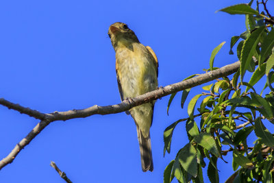 Willow Flycatchers