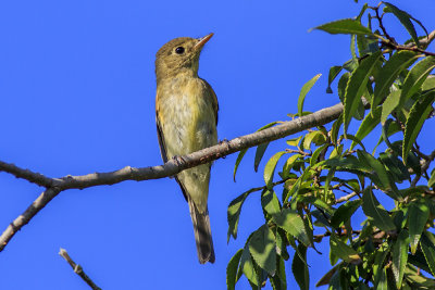 Willow Flycatchers