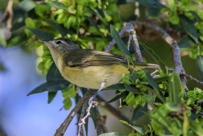 Warbling Vireo