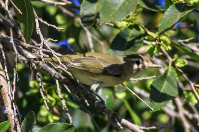 Warbling Vireo