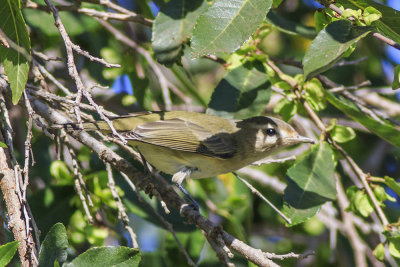 Warbling Vireo