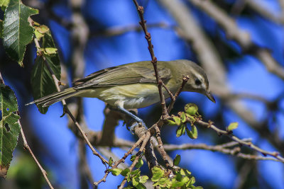 Warbling Vireo