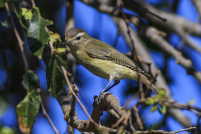 Warbling Vireo