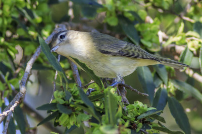 Warbling Vireo