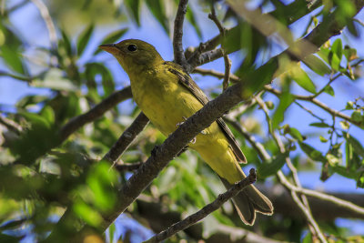 Western Tanager