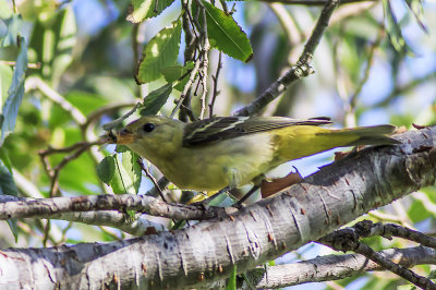 Western Tanager