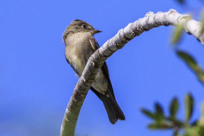 Willow Flycatcher