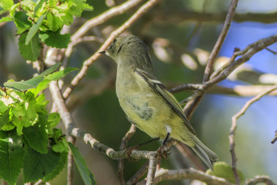 Ruby-crowned Kinglet