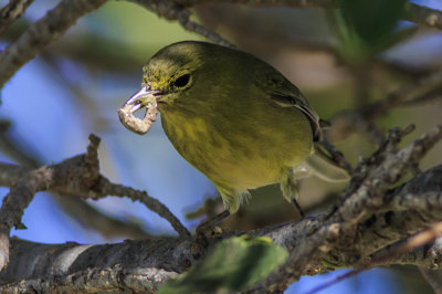 Orange-crowned Warbler