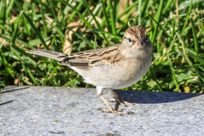 Brewers Sparrow