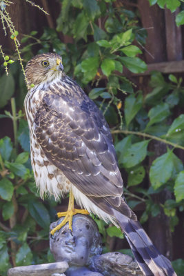 Cooper's Hawk