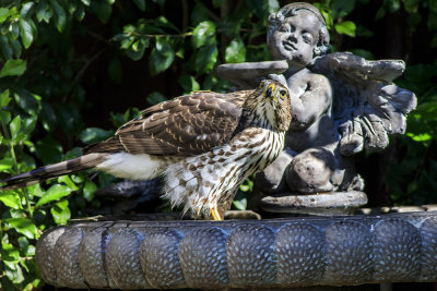 Cooper's Hawk