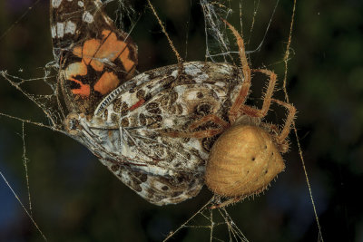 Tree Spider (Araneus gemma)