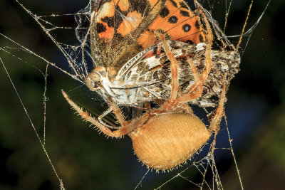 Tree Spider (<em>Araneus gemma</em>)
