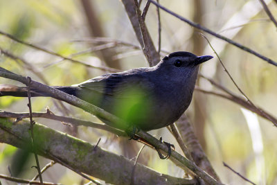 Gray Catbird