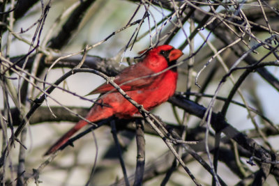 Northern Cardinal