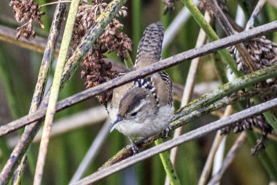 Marsh Wren