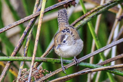 Marsh Wren
