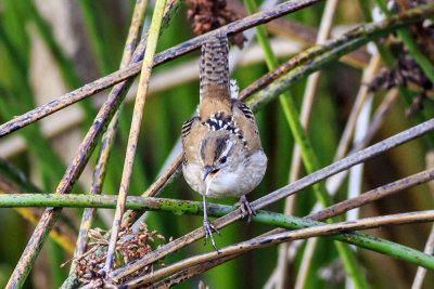 Marsh Wren