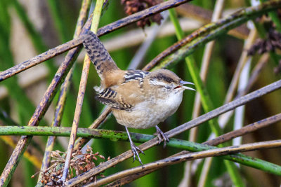 Marsh Wren