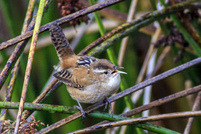 Marsh Wren