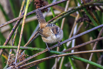 Marsh Wren
