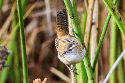 Marsh Wren