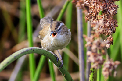 Marsh Wren