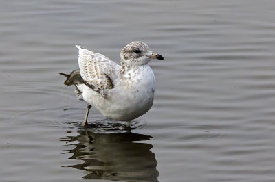 Ring-billed Gull