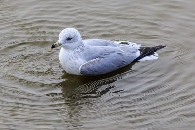 Ring-billed Gull