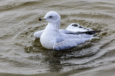 Ring-billed Gull