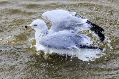 Ring-billed Gull