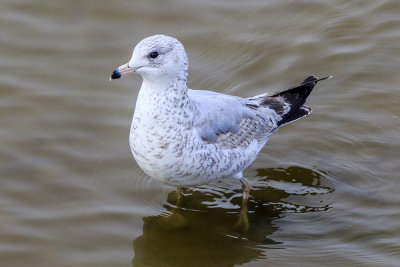 Ring-billed Gull