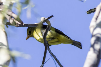 Western Tanager