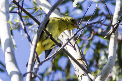 Western Tanager