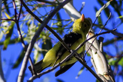 Western Tanager