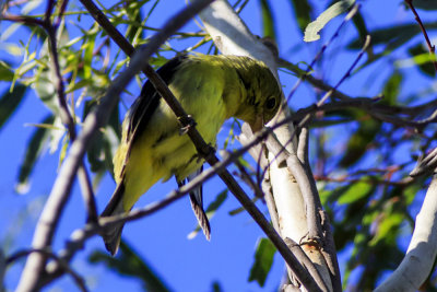 Western Tanager