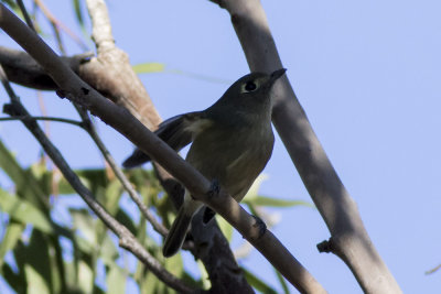 Hutton's Vireo