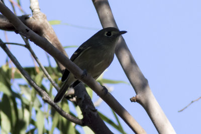 Hutton's Vireo