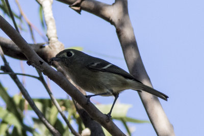 Hutton's Vireo